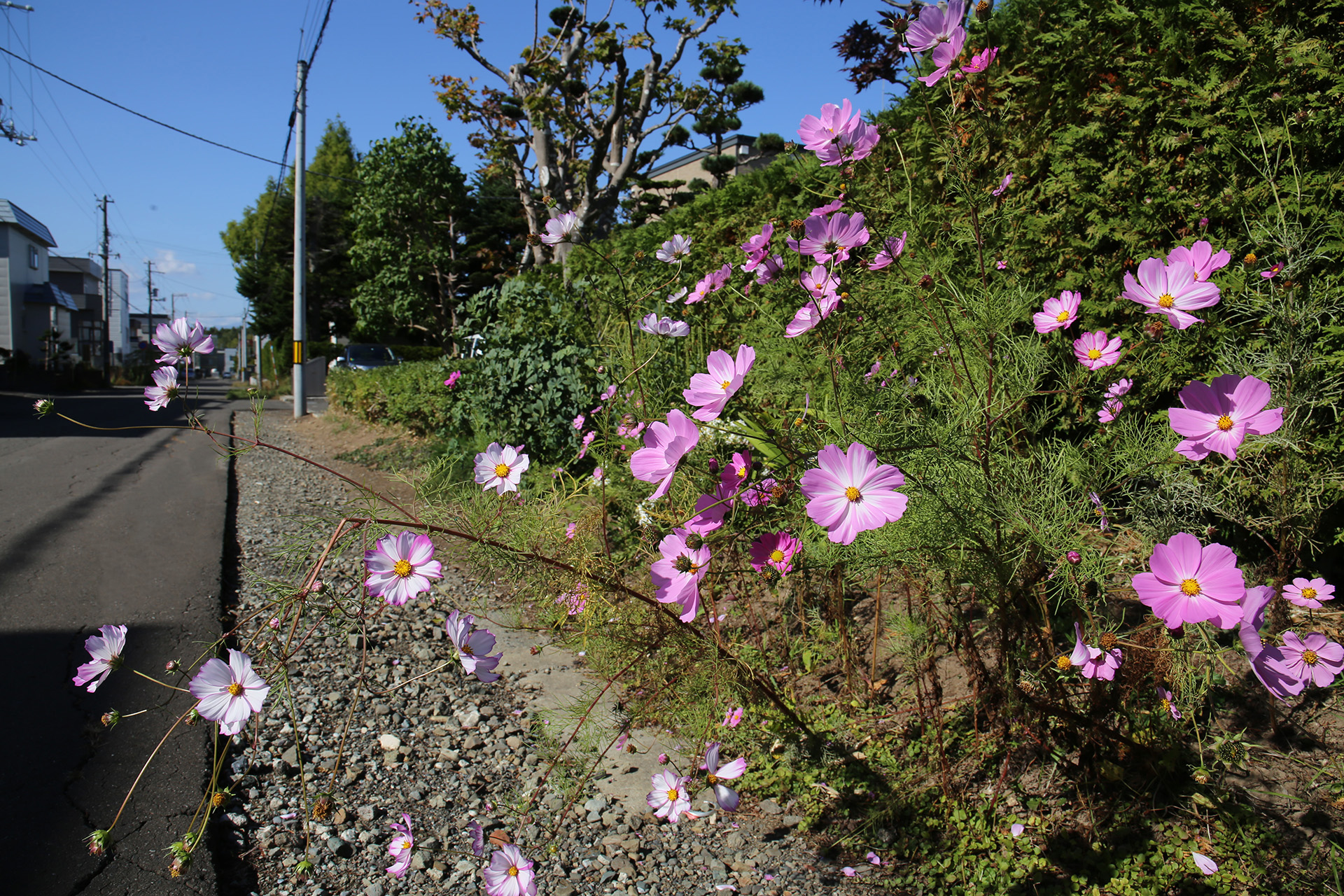 ショートステイ